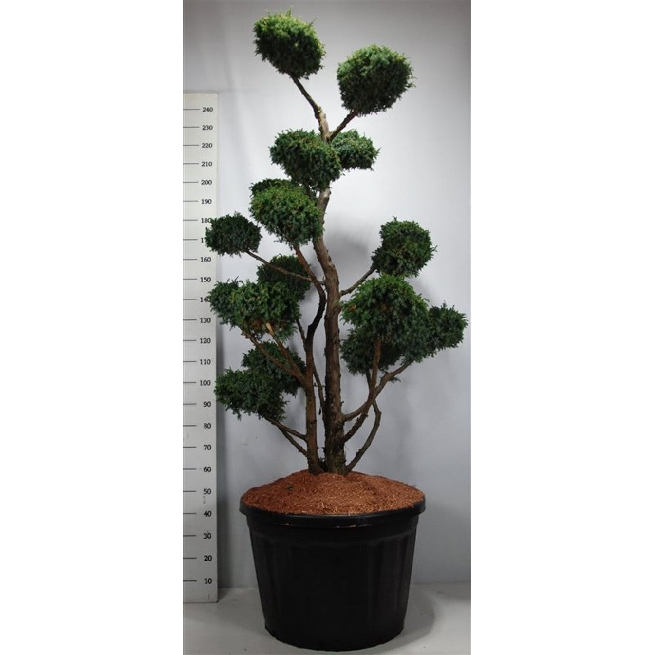 Kinesisk en – Juniperus chinensis 'Blue Alps' - C180 175-200 cm. Bonsai